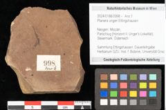 Foto (Objekt + Etikett) von Planera ungeri Ettingshausen (NHMW-GEO-2024-0188-0998)